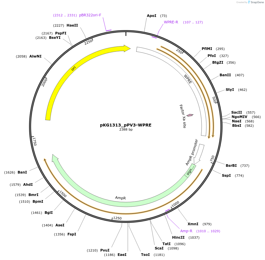 239703-plasmid-map-sequence-id-478126