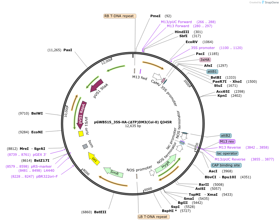 229720-plasmid-map-sequence-id-478129