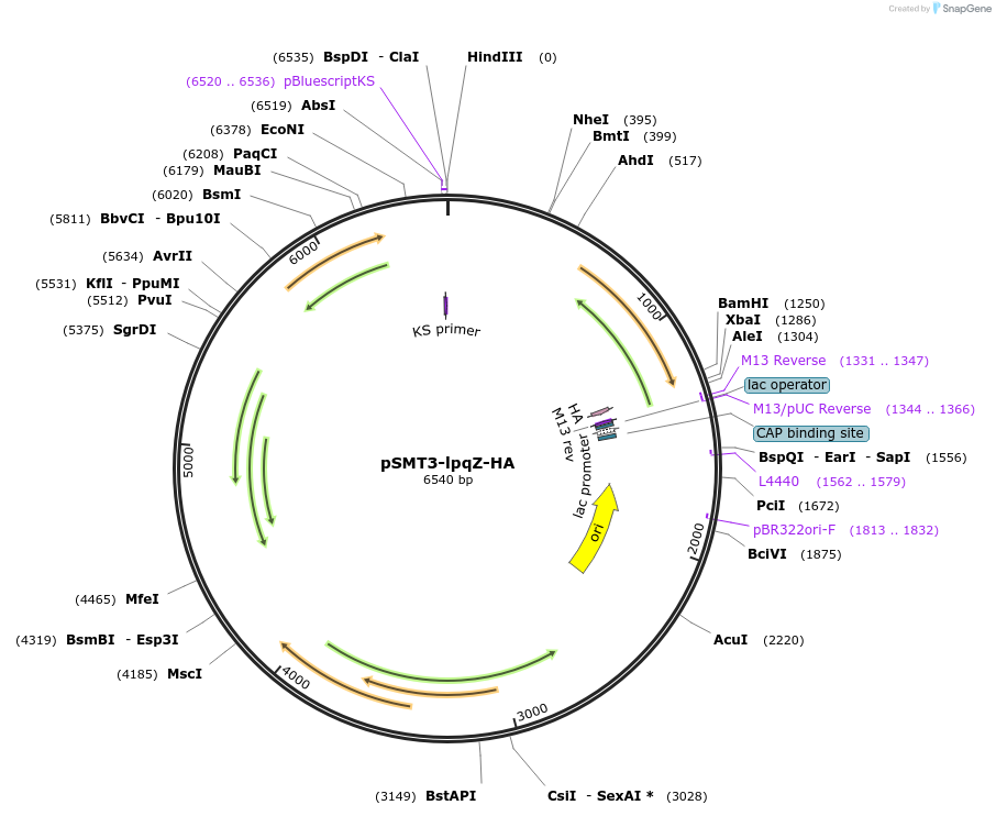 240159-plasmid-map-sequence-id-478130