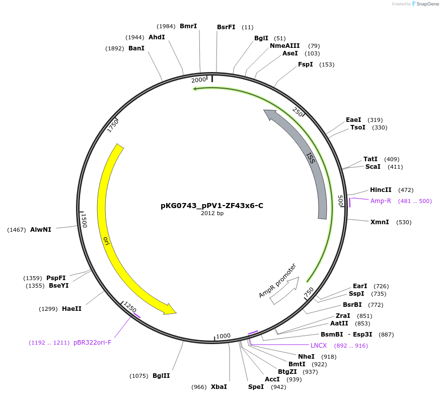 239693-plasmid-map-sequence-id-478131
