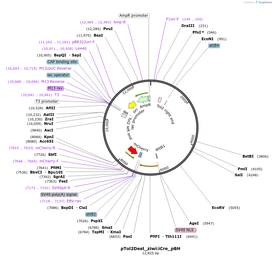 226788-plasmid-map-sequence-id-478134