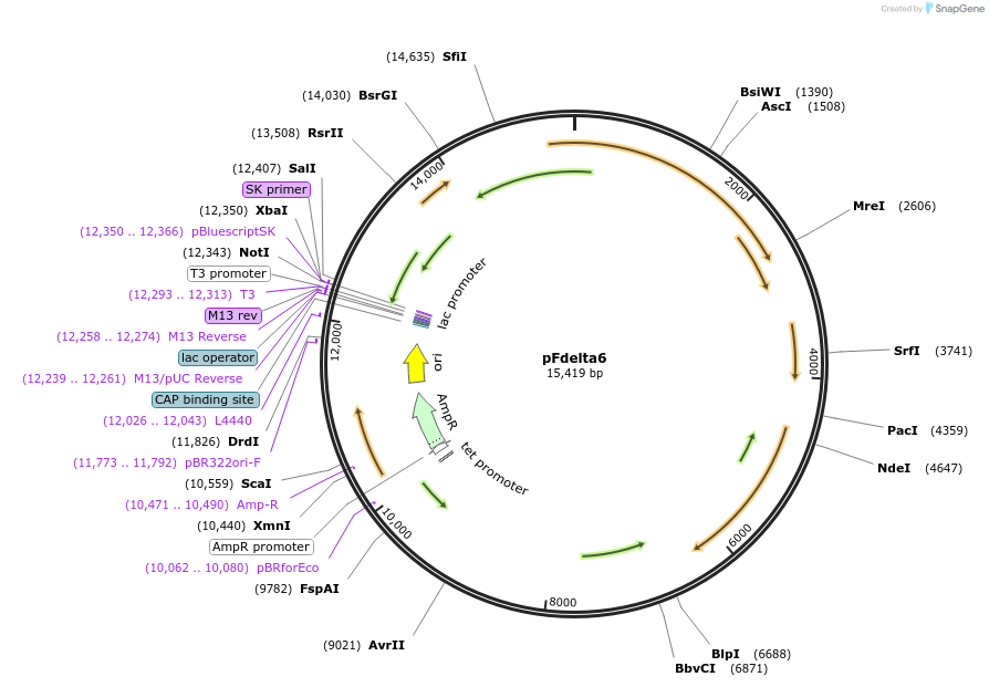 232172-plasmid-map-sequence-id-478184