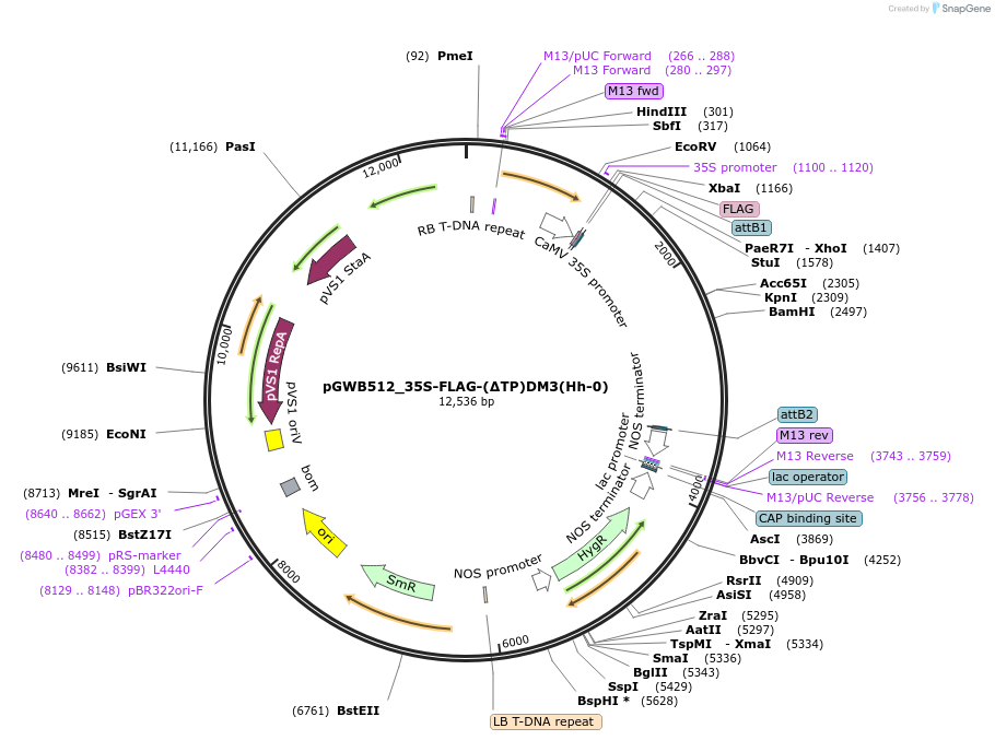 229728-plasmid-map-sequence-id-478191