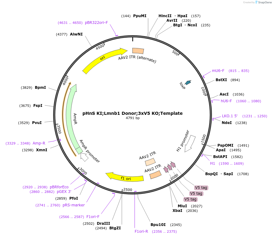 240297-plasmid-map-sequence-id-478213