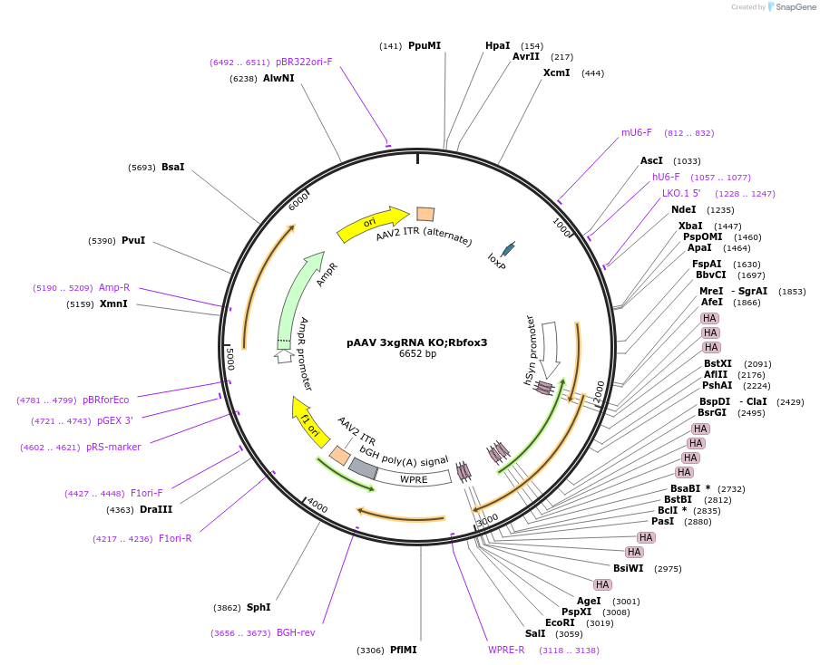 240311-plasmid-map-sequence-id-478214