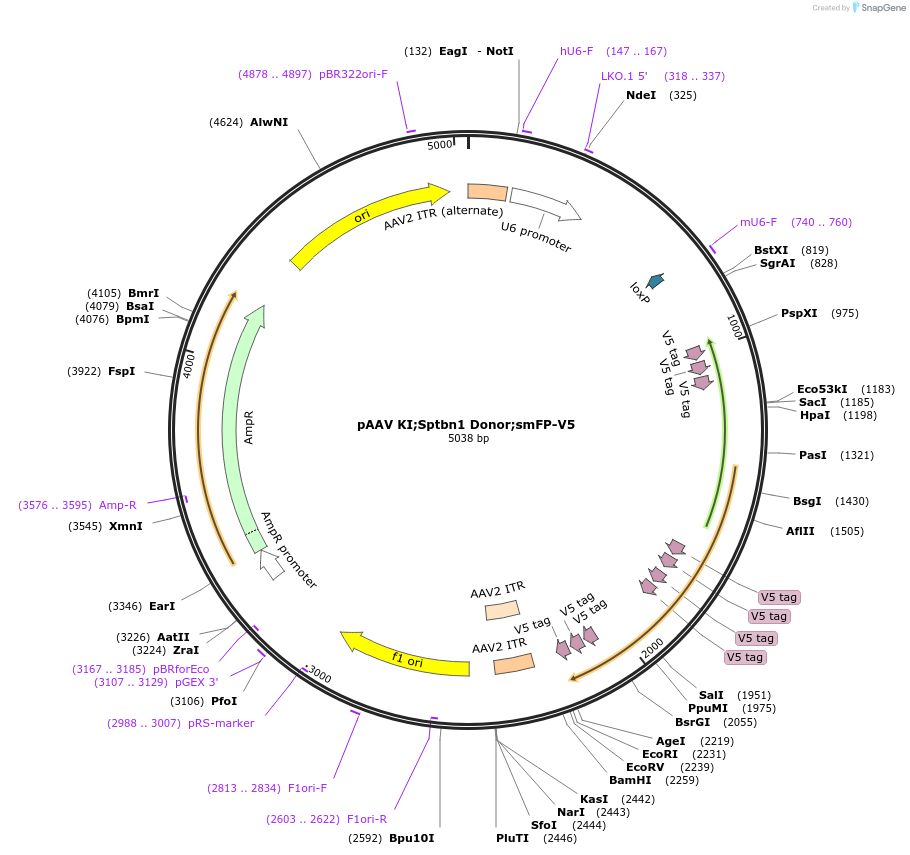 240309-plasmid-map-sequence-id-478215