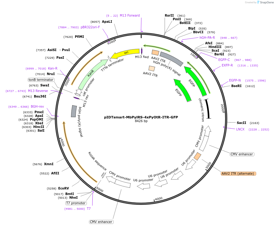 240124-plasmid-map-sequence-id-478216