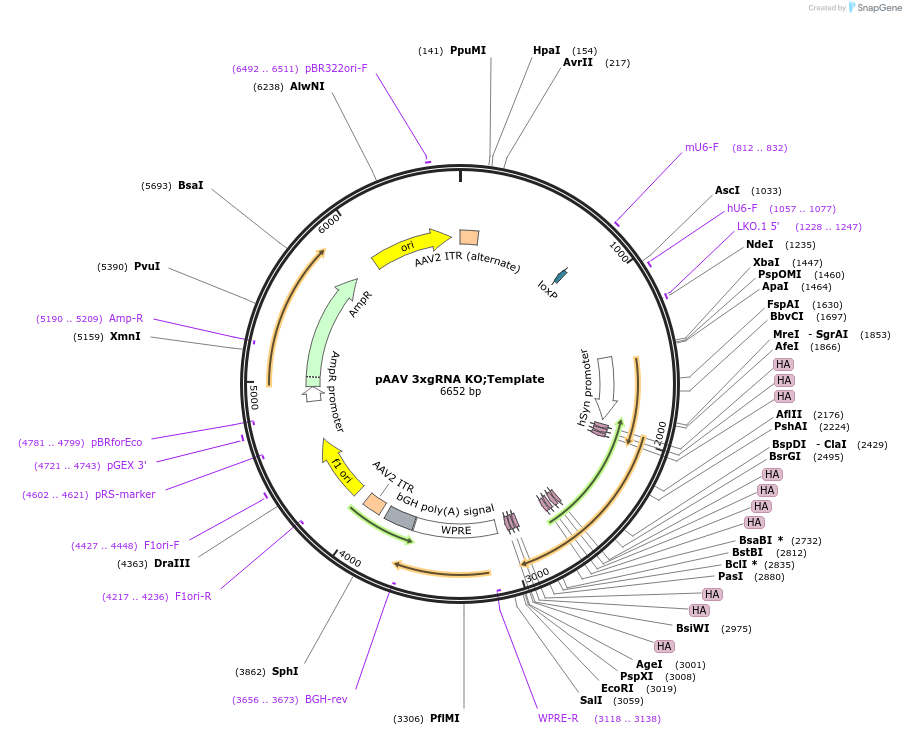 240310-plasmid-map-sequence-id-478217