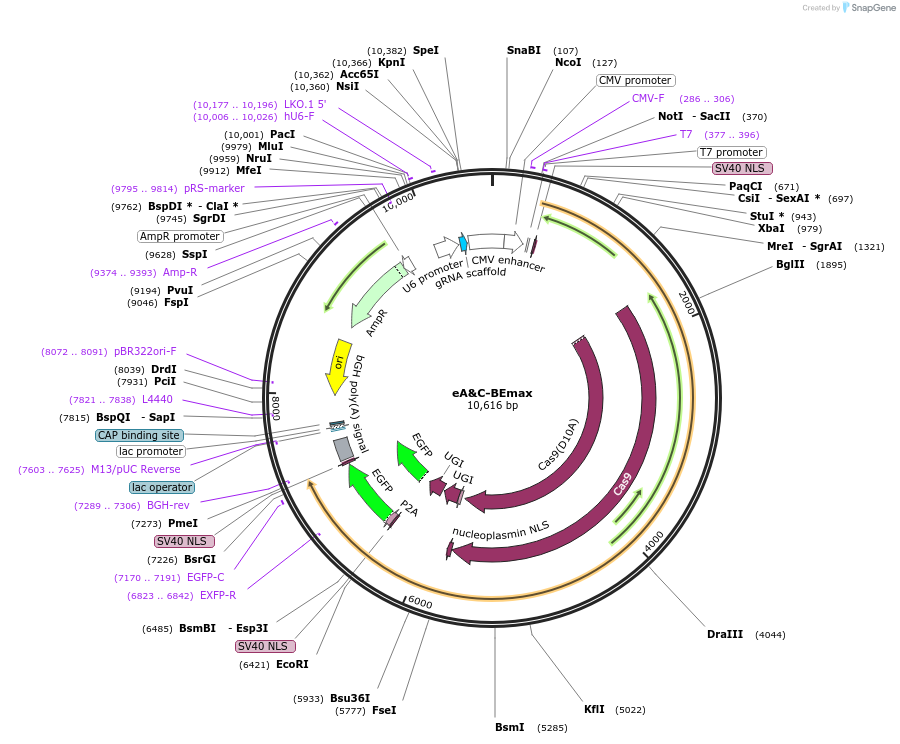 196098-plasmid-map-sequence-id-478238