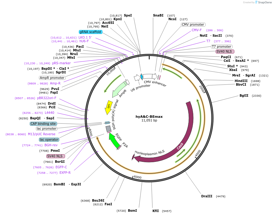 196097-plasmid-map-sequence-id-478239