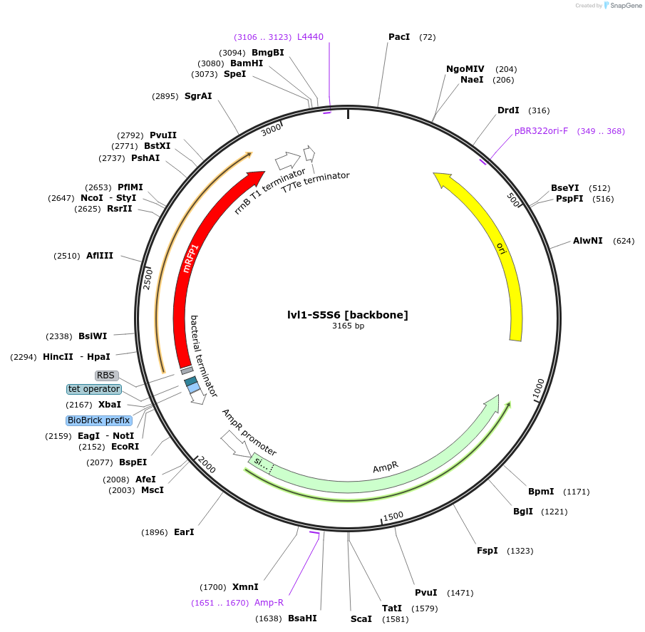 229198-plasmid-map-sequence-id-478241