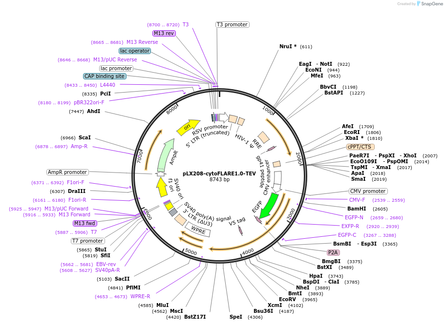 234512-plasmid-map-sequence-id-478242