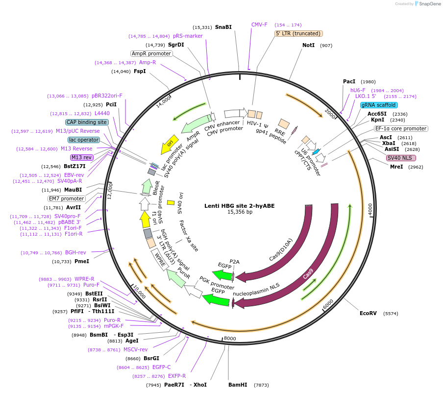 196100-plasmid-map-sequence-id-478282