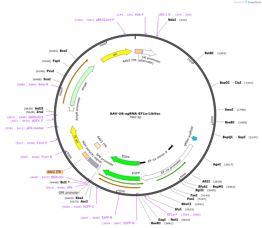 239591-plasmid-map-sequence-id-478285