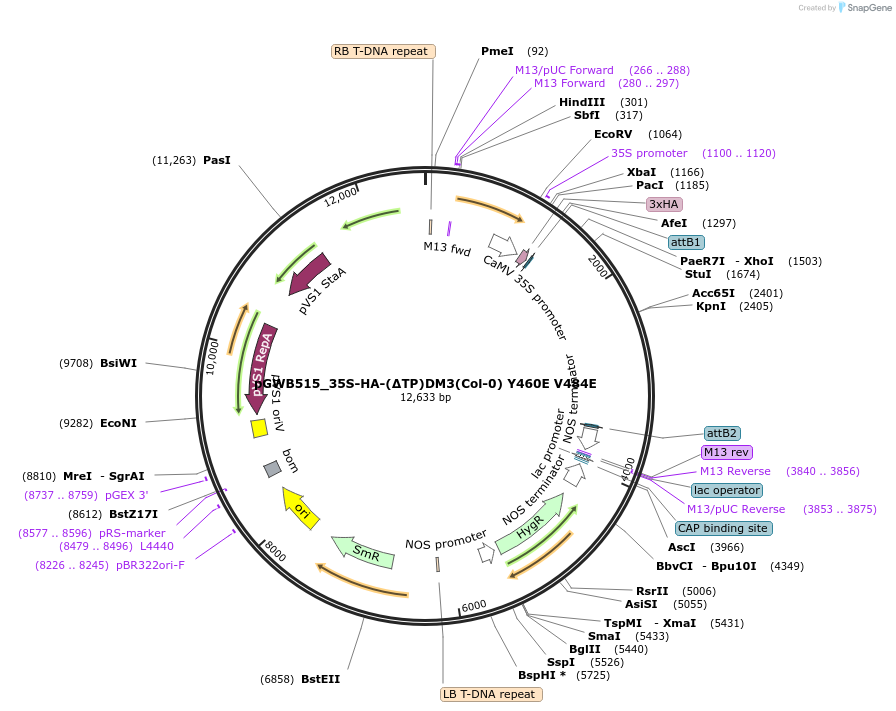 229715-plasmid-map-sequence-id-478286