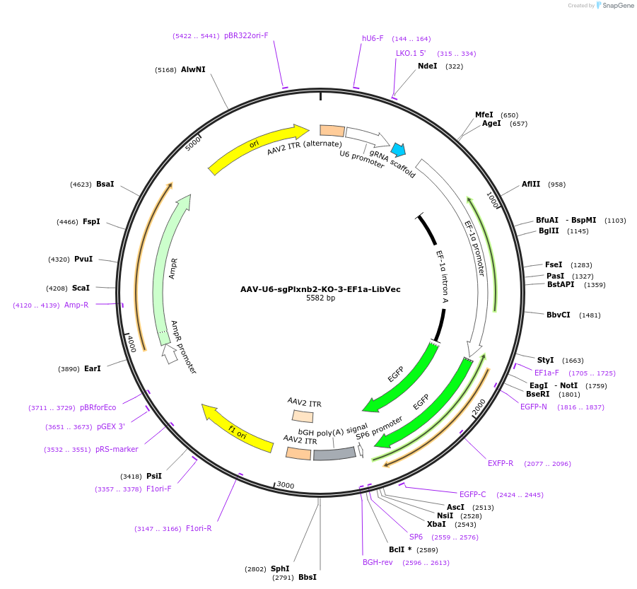 239599-plasmid-map-sequence-id-478290