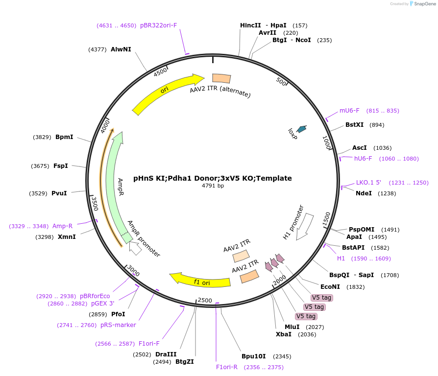 240300-plasmid-map-sequence-id-478294