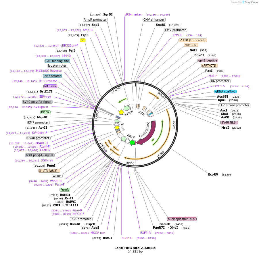 196099-plasmid-map-sequence-id-478295