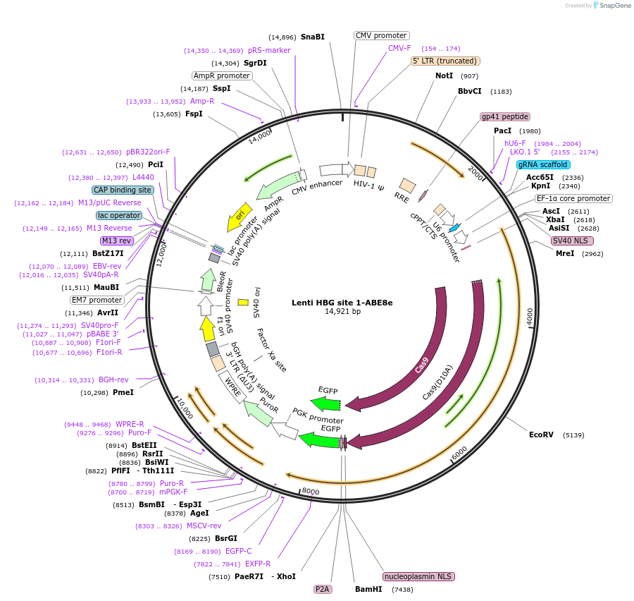 196101-plasmid-map-sequence-id-478296