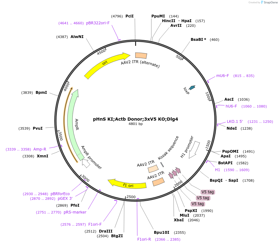 240292-plasmid-map-sequence-id-478297