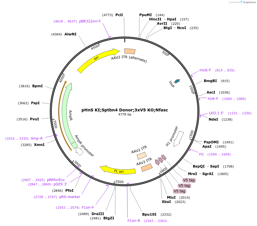 240296-plasmid-map-sequence-id-478298