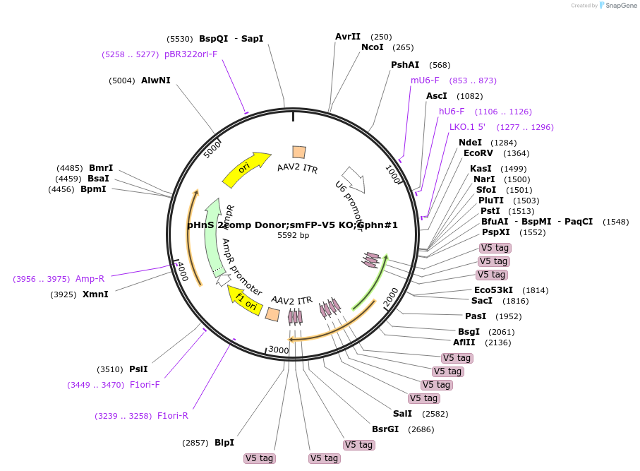 240307-plasmid-map-sequence-id-478300