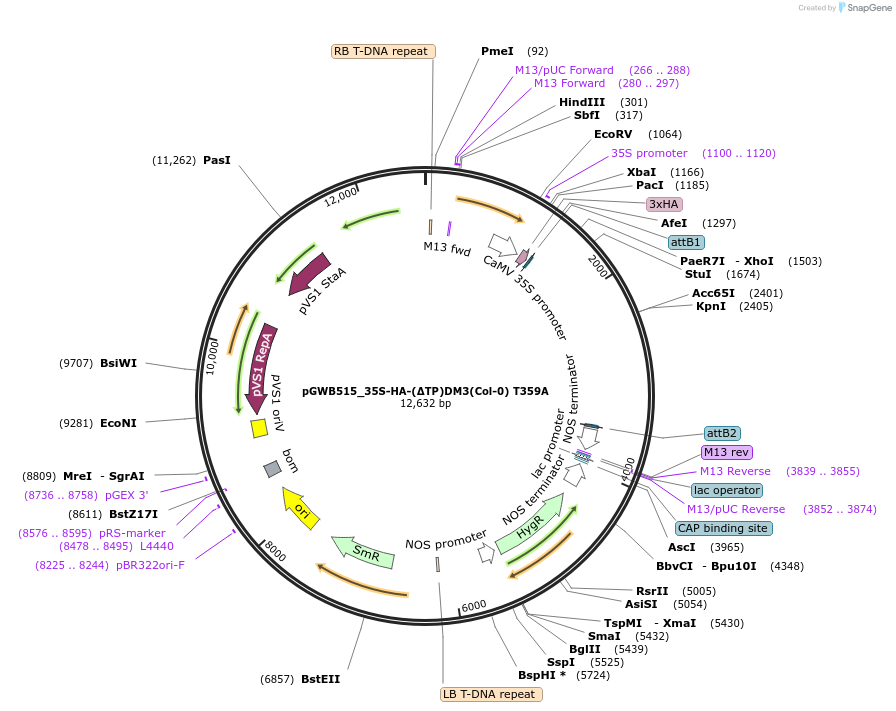229727-plasmid-map-sequence-id-478301