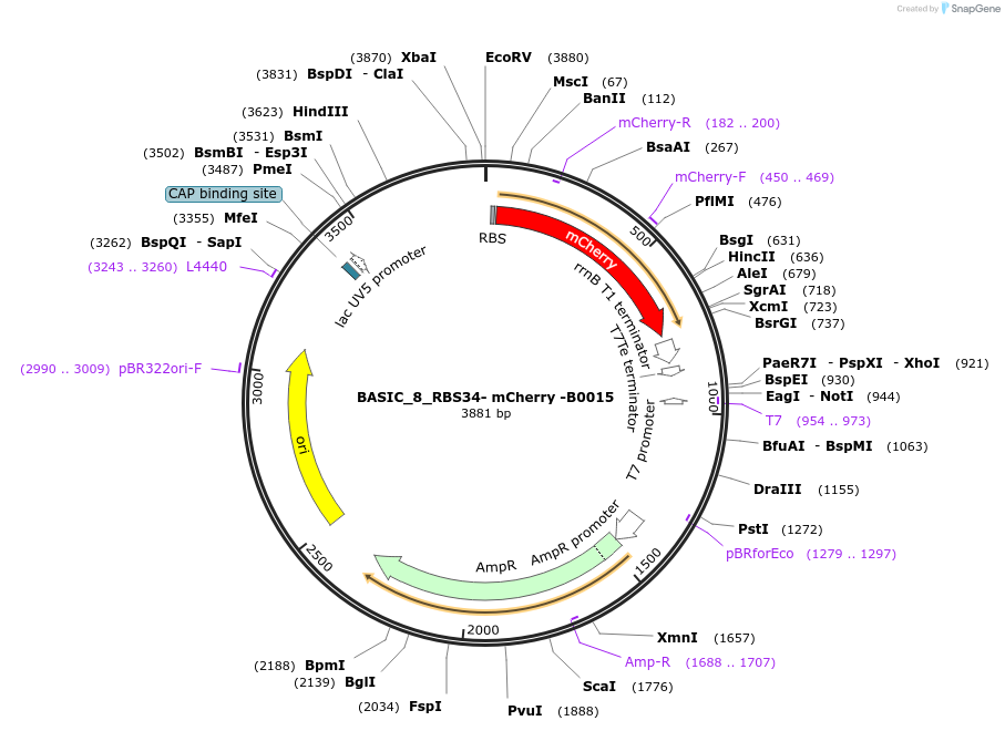 68142-plasmid-map-sequence-id-478302