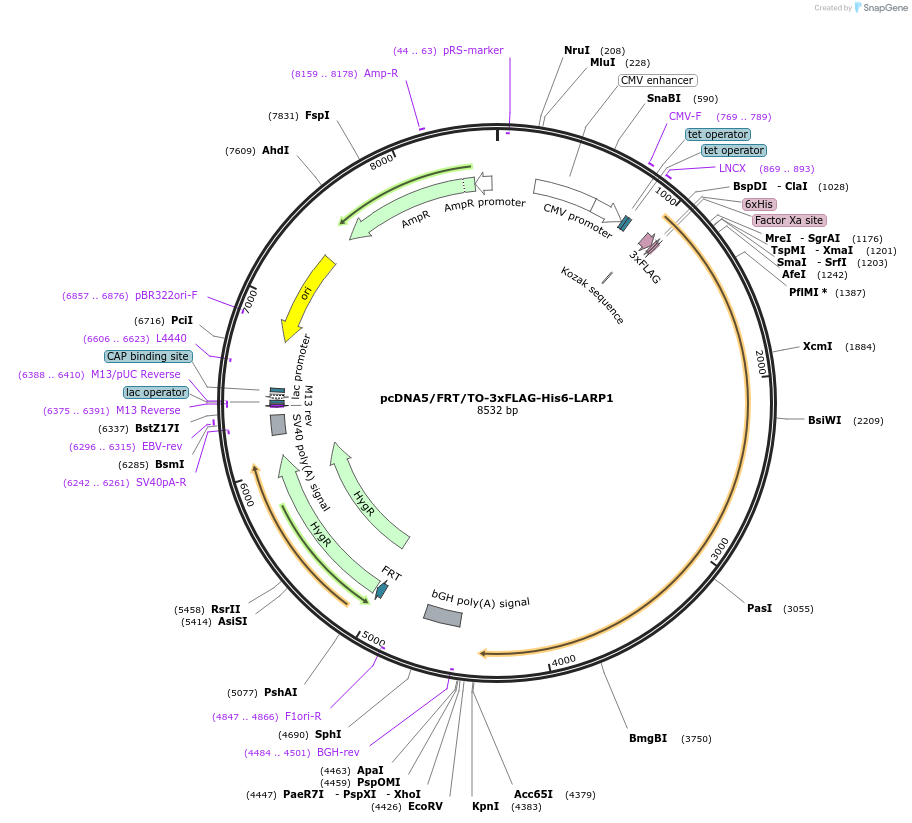 233626-plasmid-map-sequence-id-478352