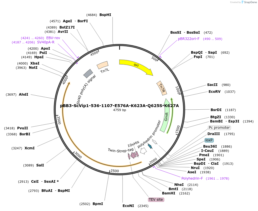 238327-plasmid-map-sequence-id-478353