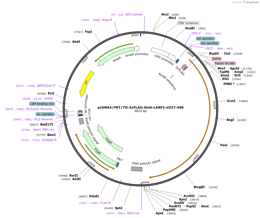 233627-plasmid-map-sequence-id-478359