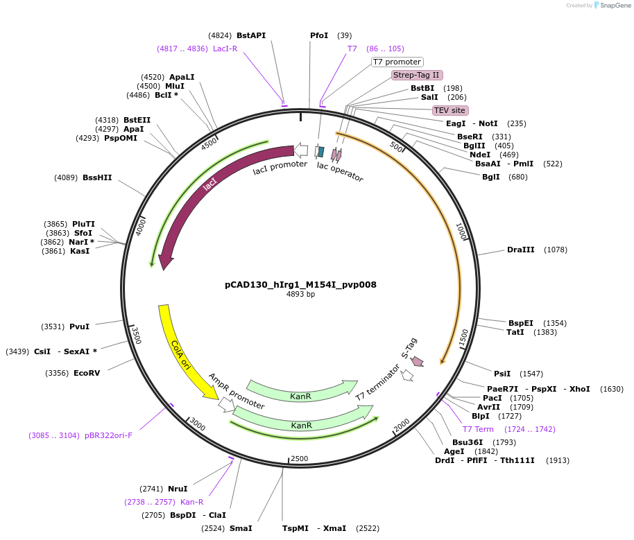 239117-plasmid-map-sequence-id-478362