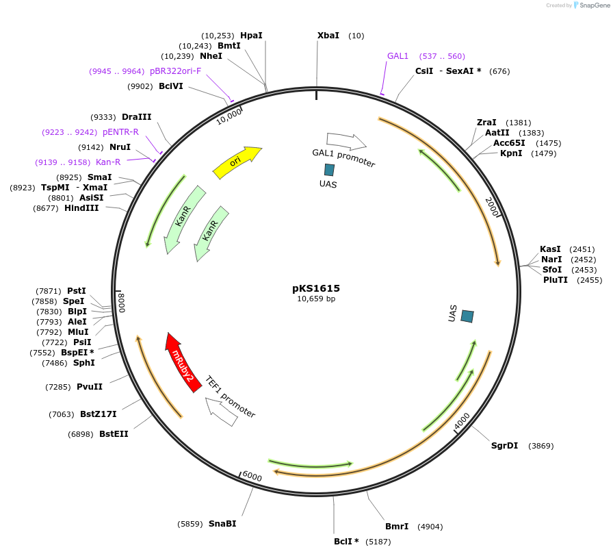 239546-plasmid-map-sequence-id-478363