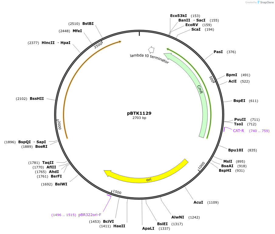 236752-plasmid-map-sequence-id-478364