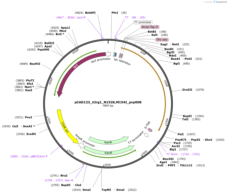239118-plasmid-map-sequence-id-478365