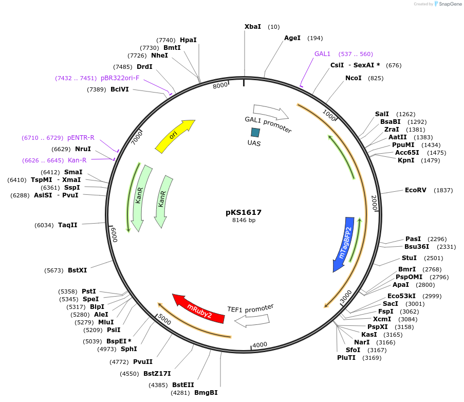 239548-plasmid-map-sequence-id-478367
