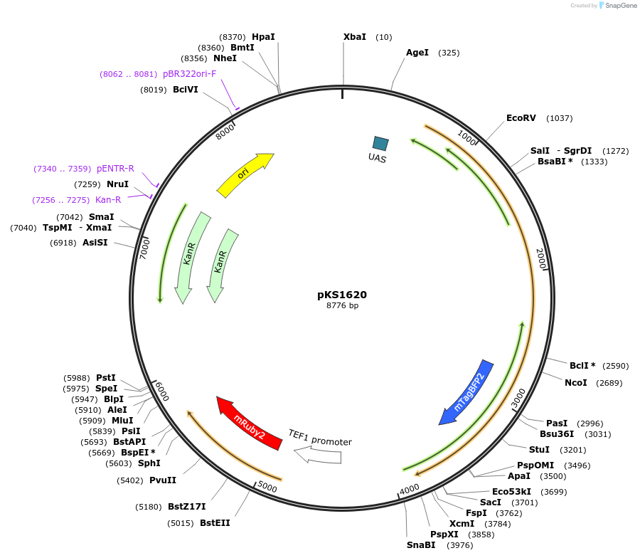239551-plasmid-map-sequence-id-478368