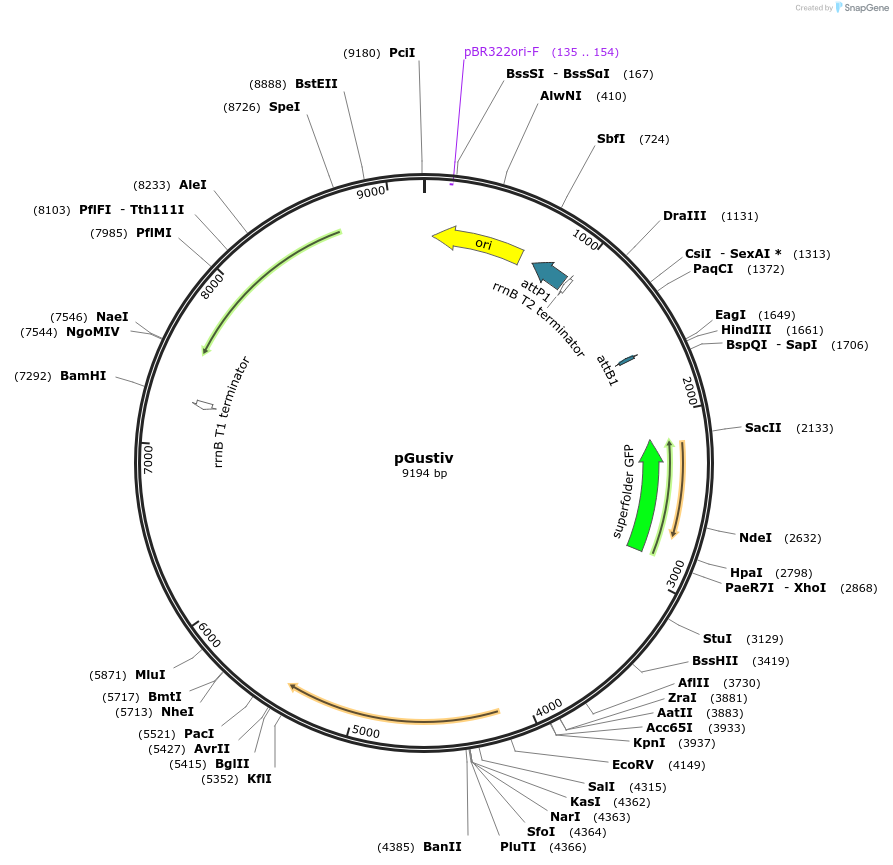 240335-plasmid-map-sequence-id-478372