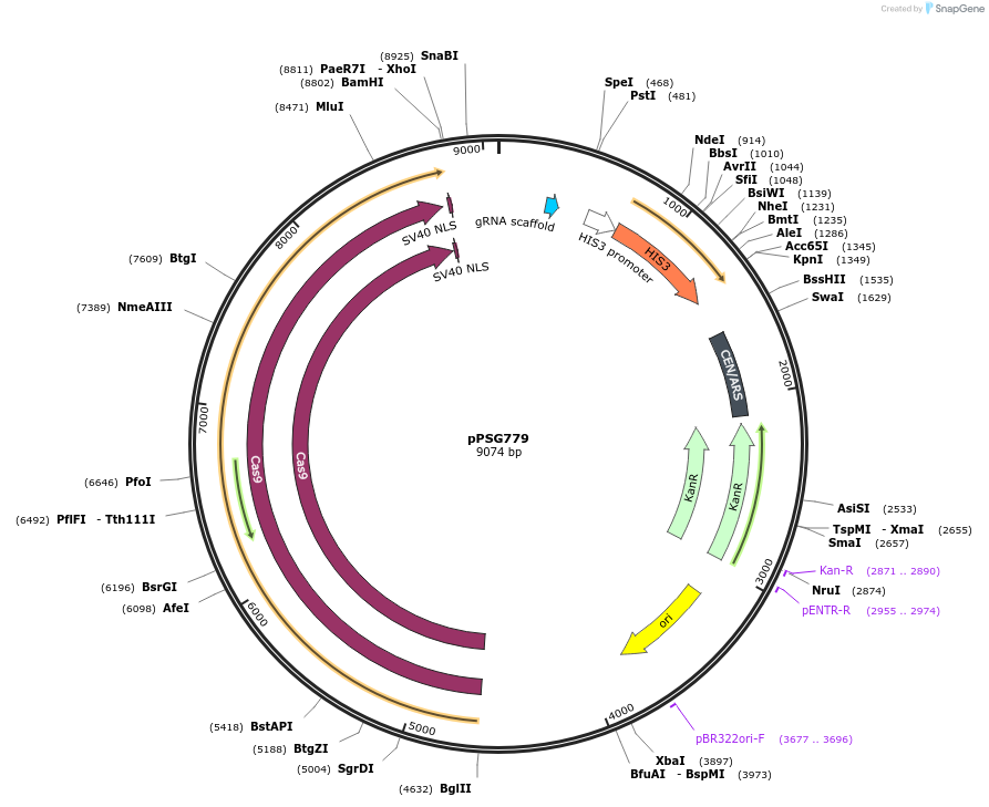 239532-plasmid-map-sequence-id-478373