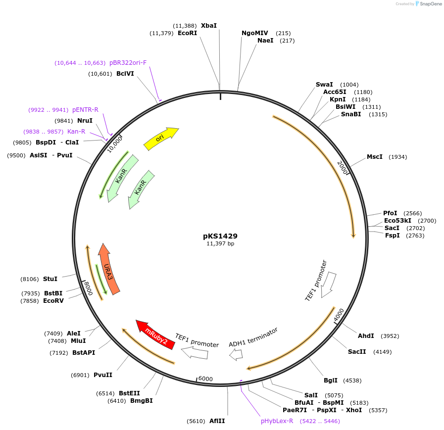 239514-plasmid-map-sequence-id-478375