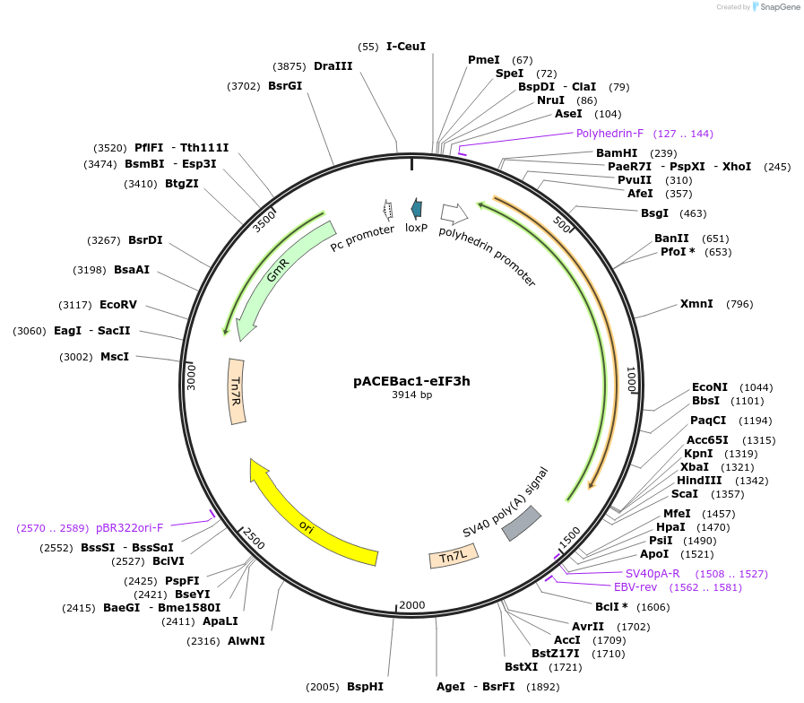 240031-plasmid-map-sequence-id-478378