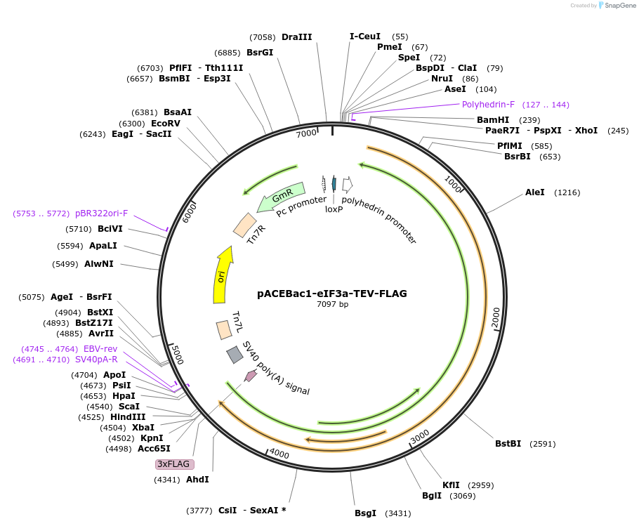 240024-plasmid-map-sequence-id-478379