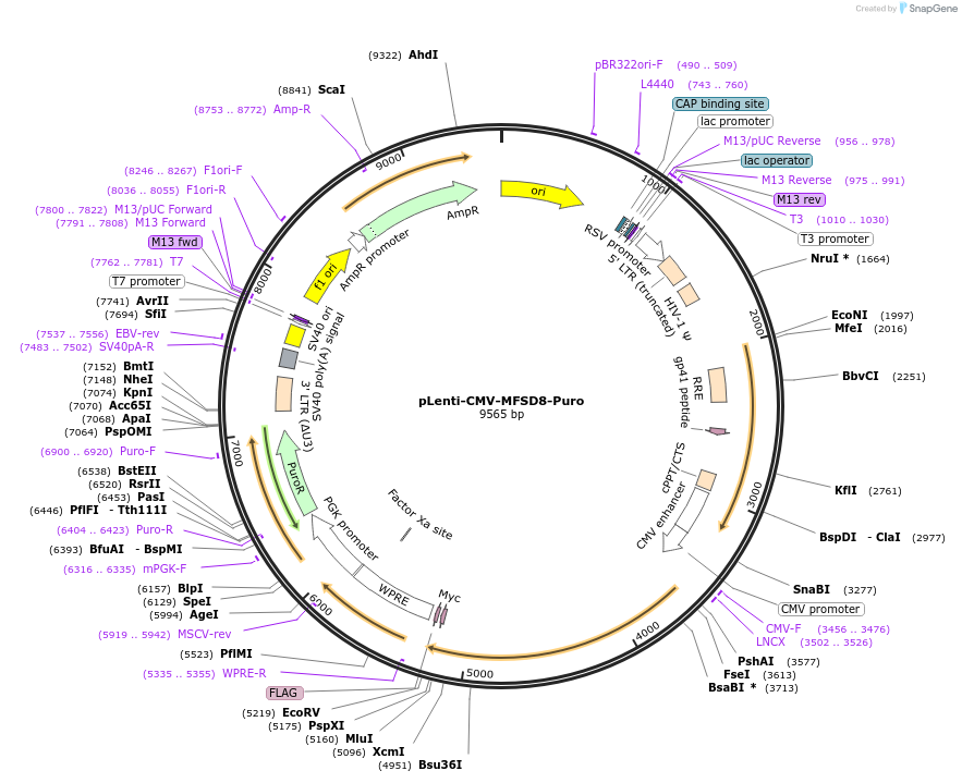 239954-plasmid-map-sequence-id-478382