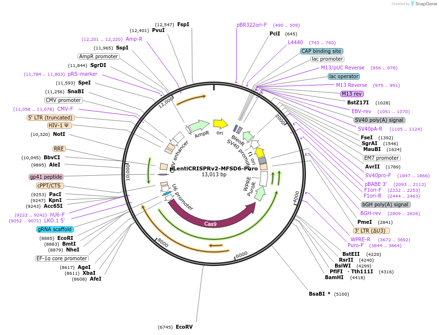 239950-plasmid-map-sequence-id-478383