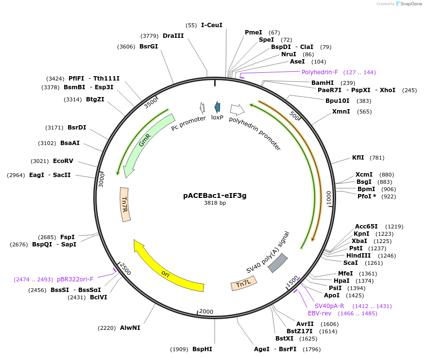 240030-plasmid-map-sequence-id-478397