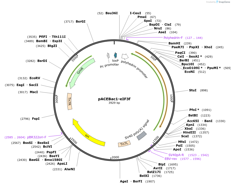 240029-plasmid-map-sequence-id-478403