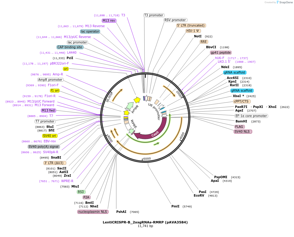 239261-plasmid-map-sequence-id-478405