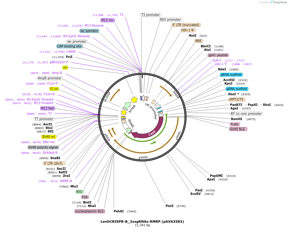 239260-plasmid-map-sequence-id-478406