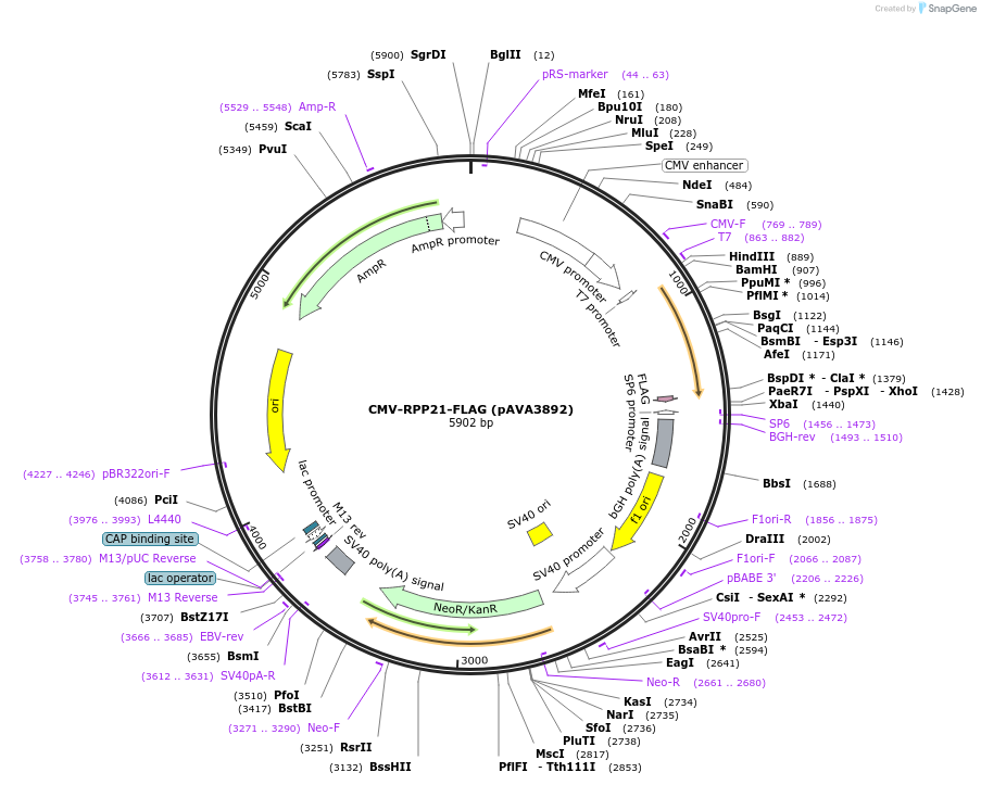 239235-plasmid-map-sequence-id-478407