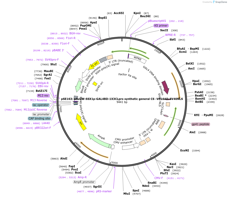 240457-plasmid-map-sequence-id-478410
